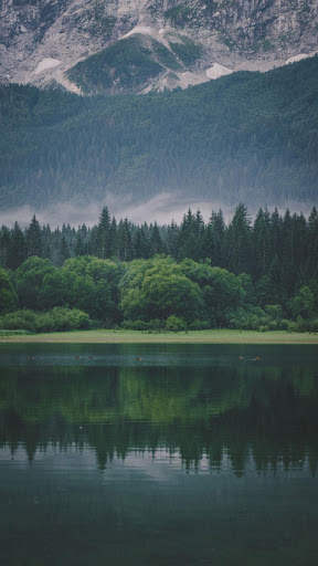 Forest HD Wallpapers 6 تصوير الشاشة