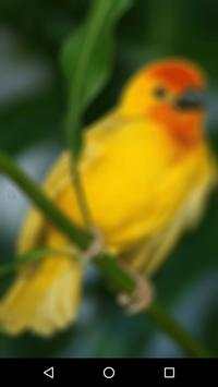 Bird Sound screenshot 1