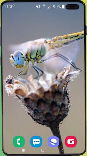 Dragonfly Wallpaper Best HD screenshot 9