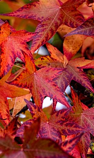 Autumn leaves Wallpapers (backgrounds & themes) screenshot 6