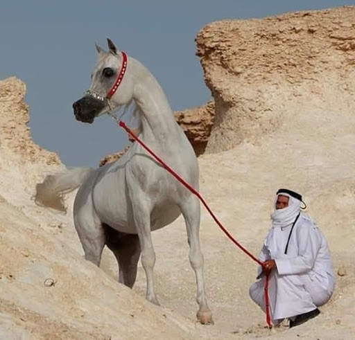 خيول المجد العربي скриншот 7