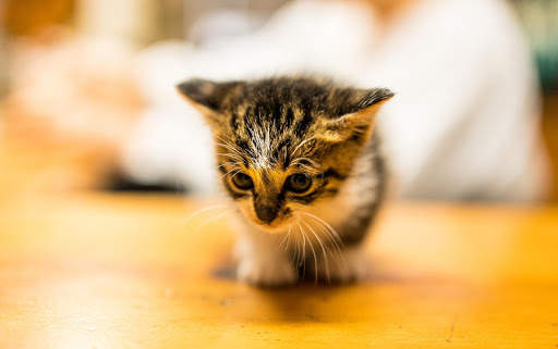 Cats Live Wallpapers screenshot 8