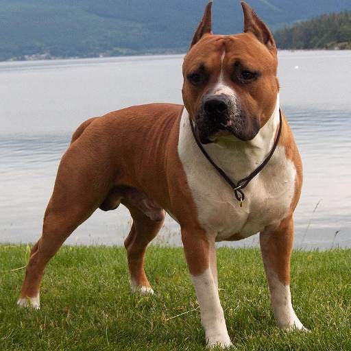 American Staffordshire Terrier 1.0