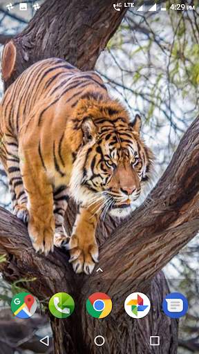 Tiger Wallpapers HD 4 تصوير الشاشة