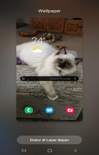 Kucing anggora wallpaper screenshot 6