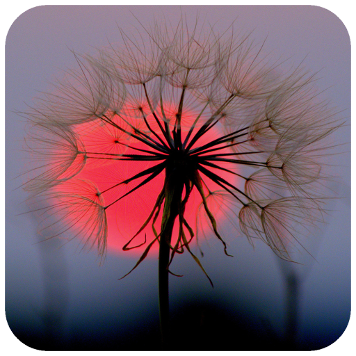 Dandelion Wallpaper HD icon