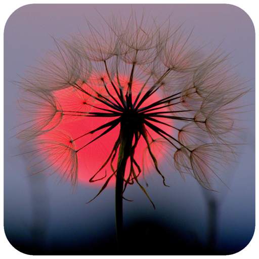Dandelion Wallpaper HD 1.07