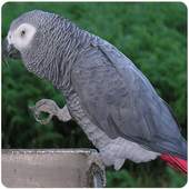African Bird Songs 1.0.0