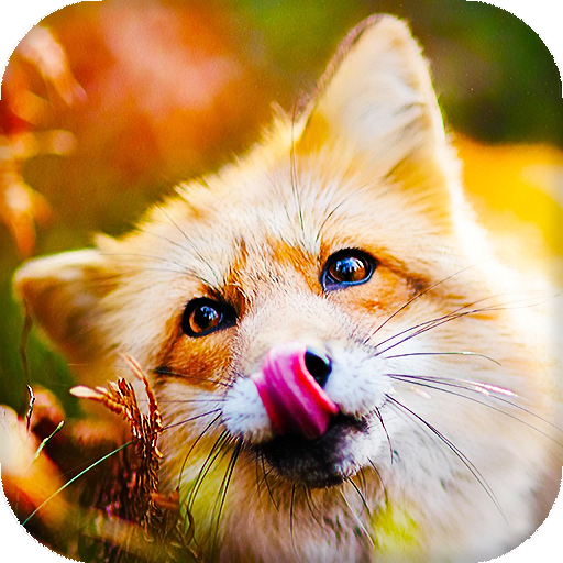 Fox Live Wallpaper (Wallpapers &amp; Backgrounds) icon