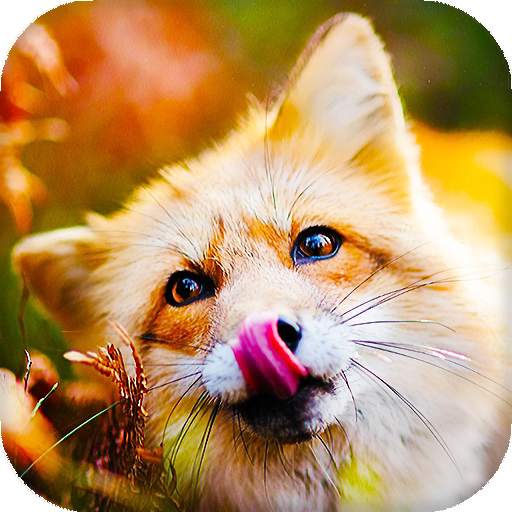 Fox Live Wallpaper (Wallpapers & Backgrounds) 16.0