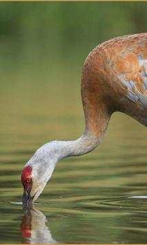 Sandhill Crane Wallpaper screenshot 8