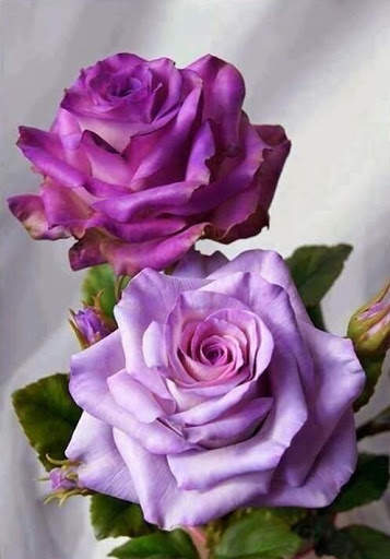 I Love Flowers Live Wallpapers, Free Rose Images screenshot 7