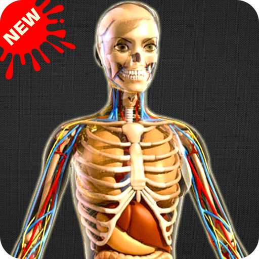 Human Anatomy Bones and Internal Organs Anatomical иконка