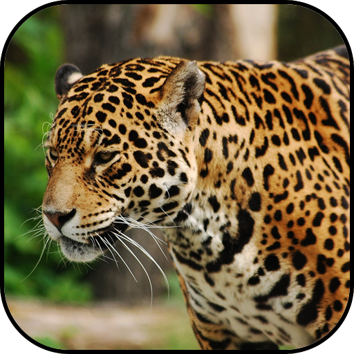 Wild animals wallpapers icon