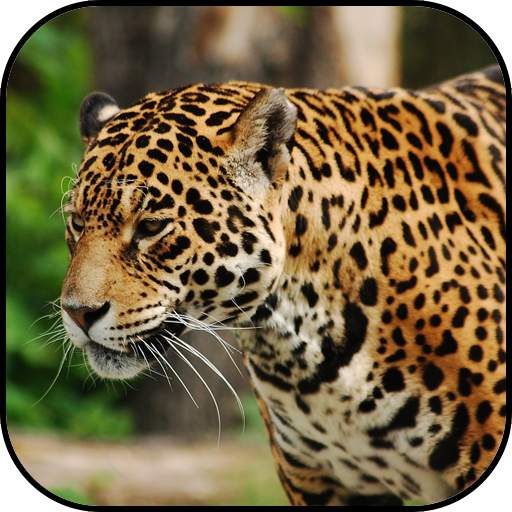 Wild animals wallpapers 10.95