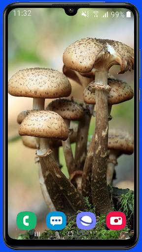 Mushroom Wallpaper Best HD screenshot 2