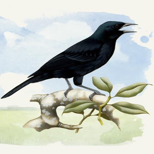 Black Bird icon