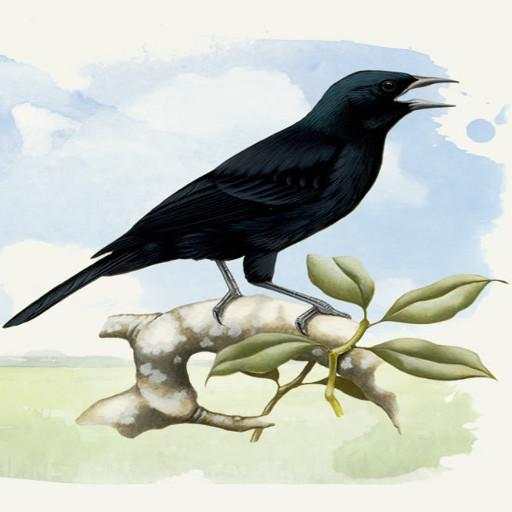 Black Bird 4.0