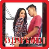 DJ Anjing Kacili