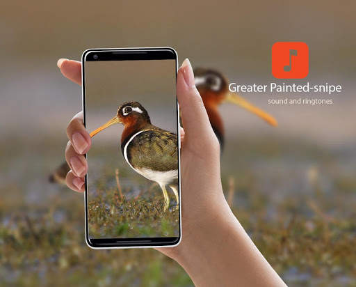 Greater painted-snipe bird sounds screenshot 1