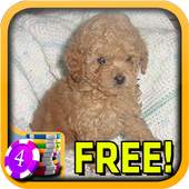 3D Mini Poodle Slots - Free 2