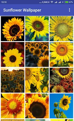 Sunflower Wallpaper screenshot 1