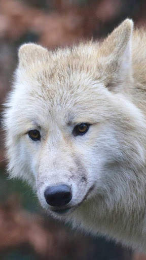 Wolf Wallpapers HD & 4k Backgrounds screenshot 6