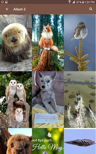 Animal and Birds Wallpapers स्क्रीनशॉट 11