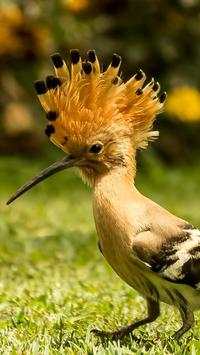The Hoopoe Bird Wallpapers HD screenshot 6