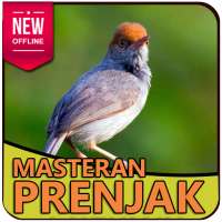 Suara Burung Prenjak Masteran dan Pancingan on 9Apps