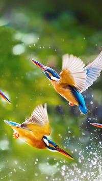 Beautiful Birds Wallpapers HD screenshot 7
