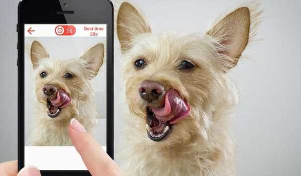 Dogs jigsaw puzzle game screenshot 4