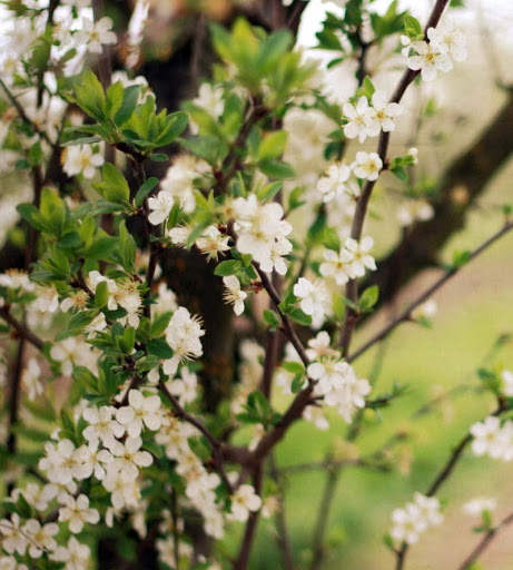Spring Wallpapers HD screenshot 14