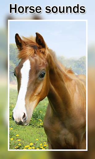 Horse Sounds and Ringtones screenshot 4