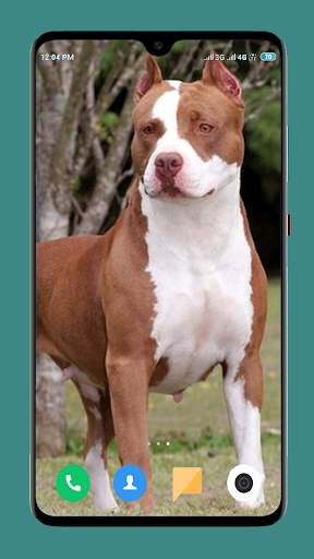 Pitbull Dog Wallpaper 4K screenshot 11