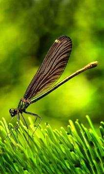 Dragonflies and Butterflies live wallpaper screenshot 5