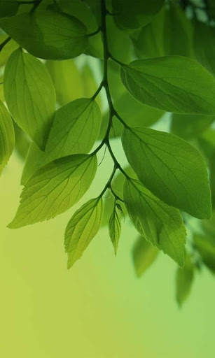 Magic Leaf Live Wallpaper screenshot 6