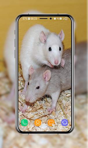 Cute Hamster Wallpaper screenshot 3