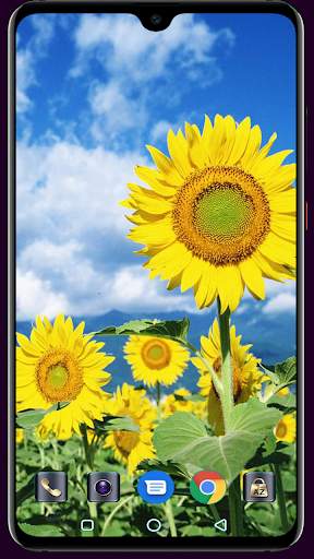 Sunflower Wallpaper 4K Latest स्क्रीनशॉट 13