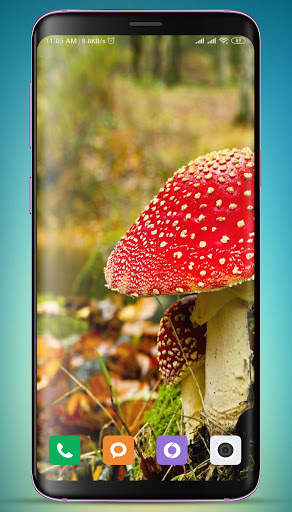 Mushroom Wallpaper HD screenshot 1
