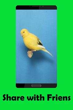 Canary bird Sounds screenshot 3