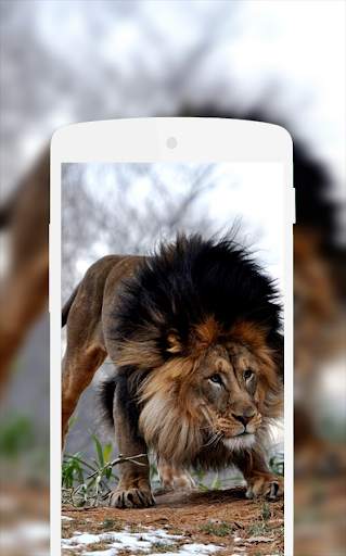 Lion Wallpaper screenshot 4