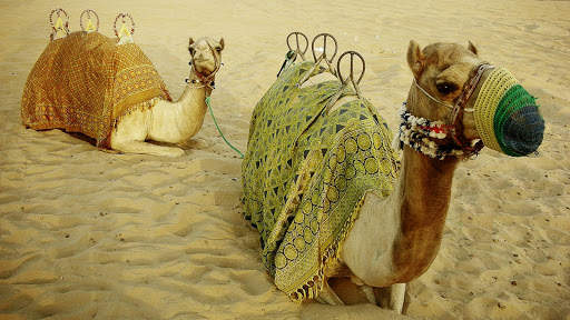 Camel Wallpaper 2 تصوير الشاشة