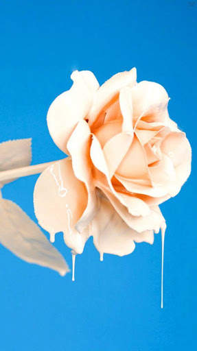 Flower Wallpaper 4K, Floral Background: Flowery screenshot 16