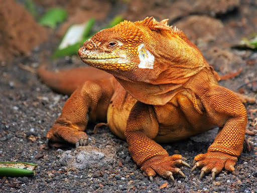 Komodo Dragon Wallpaper - Lizard Wallpaper screenshot 1