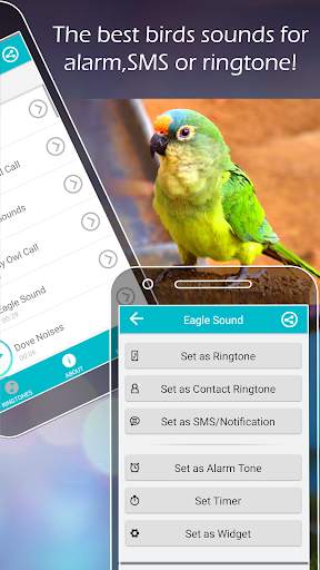 Bird Sounds and Ringtones screenshot 4