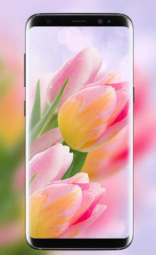 Tulips Live Wallpaper 2018 – Flower HD Backgrounds screenshot 3
