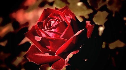 Rose Wallpaper HD & 4k Backgrounds screenshot 24