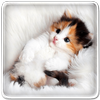 Cat Live Wallpaper icon