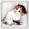 Cat Live Wallpaper 11.0